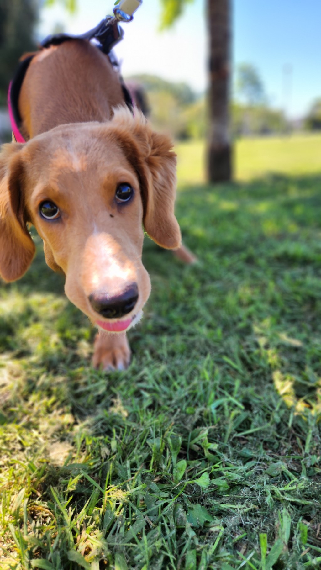 Dogs make life better